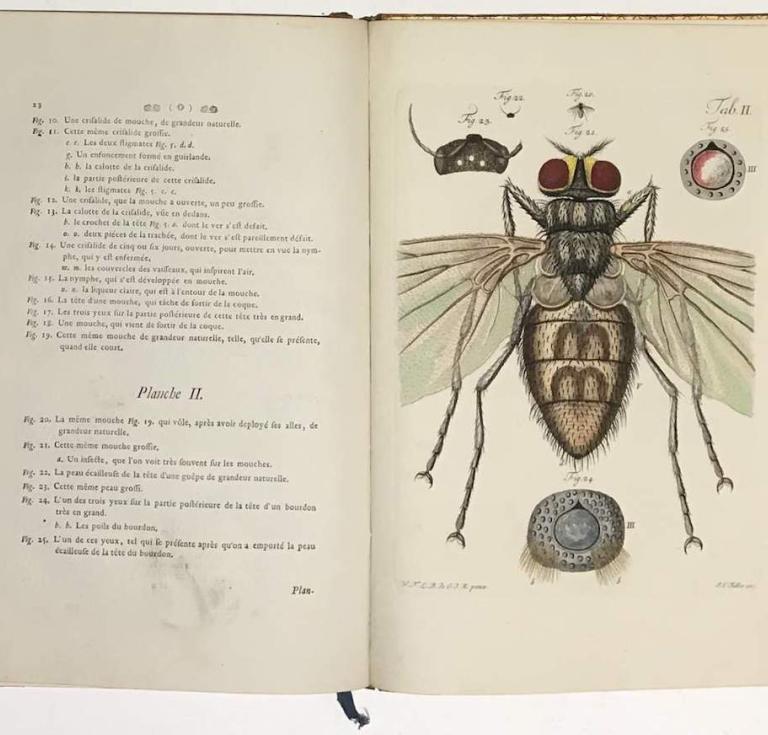 The Fly plate